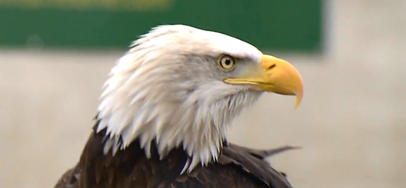 Dutch Police Train Eagles to Attack Drones - Electrical Engineering ...