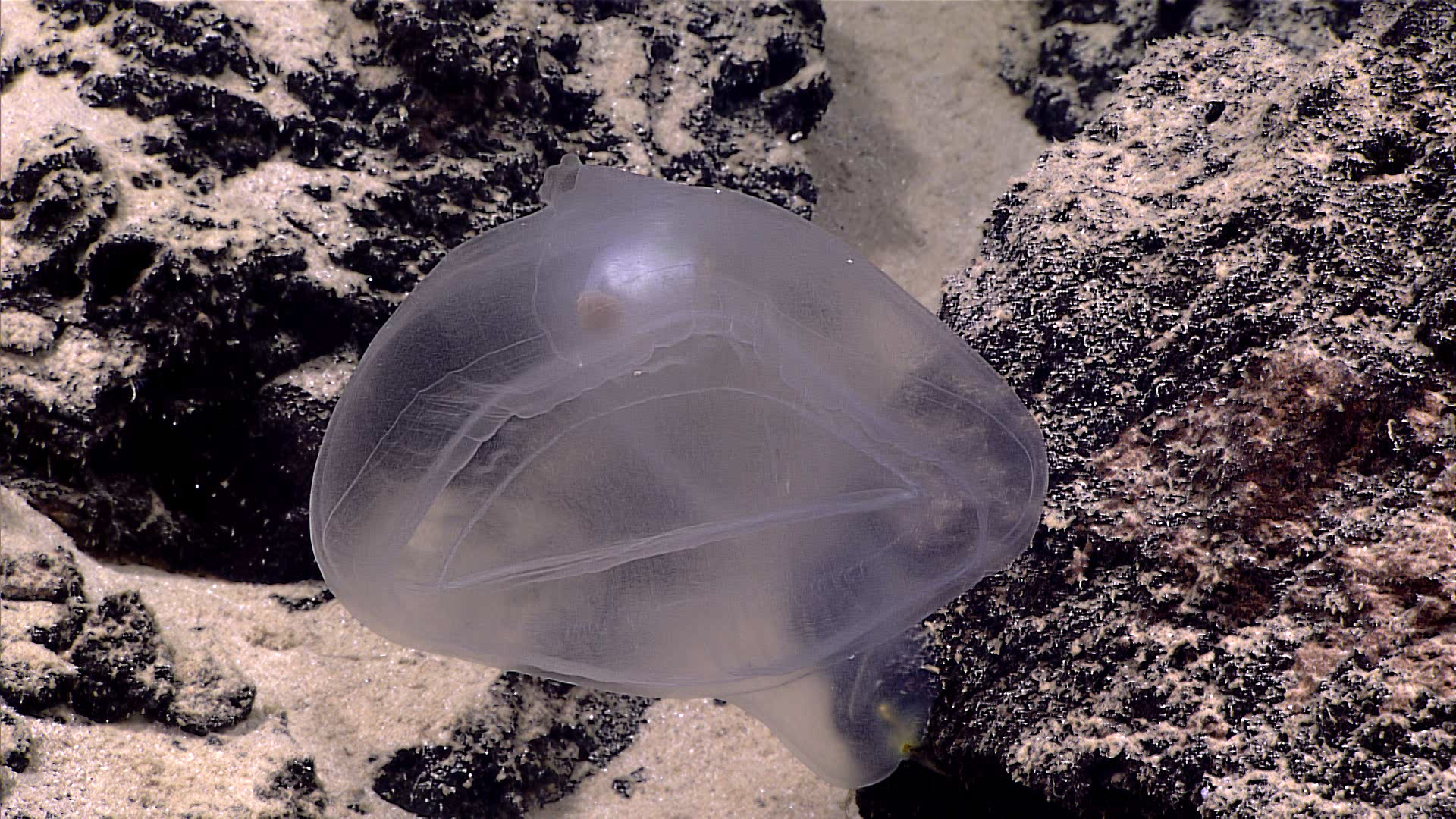 10 удивительных. Megalodicopia hians. Мегалодикопия фото. Predatory tunicate. Сорберацеи фото.