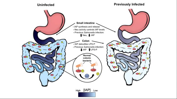 gut-reaction-repeated-food-poisoning-triggers-chronic-disease