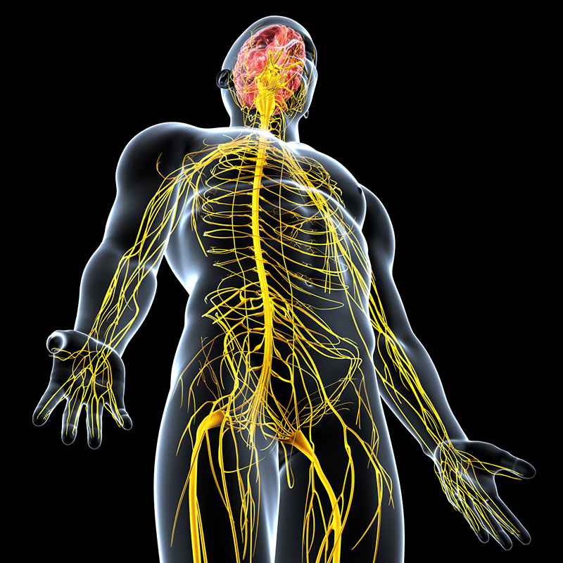 Electrical Signals Could Provide Insights On Inflammatory Diseases 